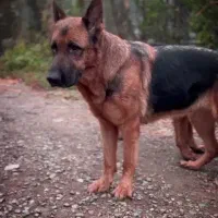 ژرمن آموزش دیده