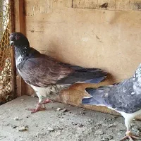 نر قاره گم شده|پرنده|بومهن, |دیوار