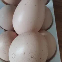 تخم مرغ و اردک ژاپنی