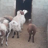 بره قوچ دورگ کردی مهربانی|حیوانات مزرعه|کاشان, لتحر|دیوار