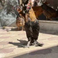 خروس پاپر و کاکلی چهل تاج