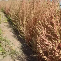 جارو محلی