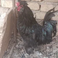 خروس
