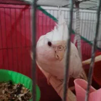 عروس هلندی آلبینو|پرنده|بندر انزلی, صابرحنان|دیوار