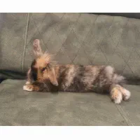 خرگوش نژاد لپ