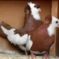 کبوتر ناصری سرخ و مشکی (کمیاب)
