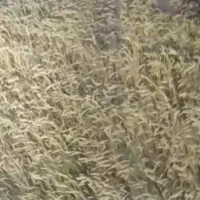 گندم میهن به شرط پخت