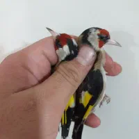 سهره ۵ تا یجا|پرنده|تهران, جوادیه|دیوار