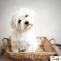 کمک نیاز مبرم