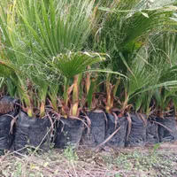 آقای پالم تهران همیشه سبز|گل و گیاه طبیعی|تهران, دربند|دیوار