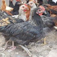 جوجه مرغ وخروس محلی
