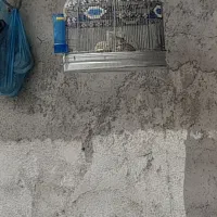 قناری سهره خاکی