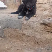 فروشی|سگ|ساروق, |دیوار