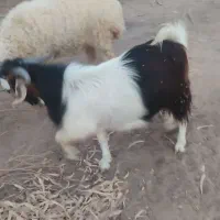 چپش چاق و سرحال