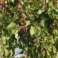 اجاره-خانه-ویلای-در-خانلق