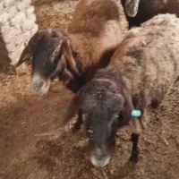 میش افشاری ابستن