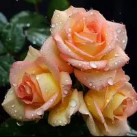 شراکت کاری خوبه یابد