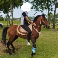 اسب کهر سواری|اسب و تجهیزات اسب‌سواری|سیاهکل, |دیوار