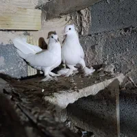 کفتر گره|پرنده|میناب, |دیوار