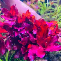 گیاه اکواریوم