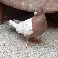 کلاغ.و سینه ای