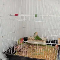 کوتوله برزیلی|پرنده|کردکوی, |دیوار