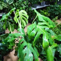 گل و گیاه مهران تخفیف ویژه روز مادر|گل و گیاه طبیعی|بیرجند, |دیوار