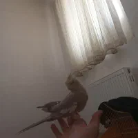 پرنده عروس هلندی|پرنده|فولادشهر, مسکن مهر فولادشهر|دیوار