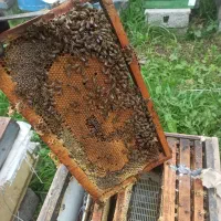 فروش تعدادی کندوی زنبور عسل