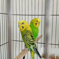 مرغ عشق جفت مولد با جوجه