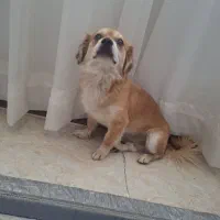 پت خونگی