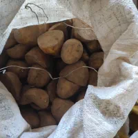 سیب زمینی بزری رانومی ۴۰۳