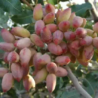 درخت پسته زیر قیمت بازار حراج