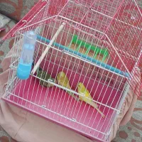 مرغ عشق با قفس