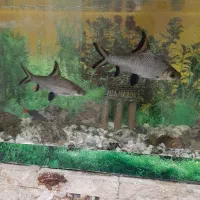 آکواریوم با کل وسایل|ماهی|محمدشهر, محمدشهر|دیوار