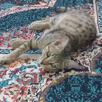 گربه خونگی