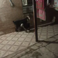 بز بیگ فروشی|حیوانات مزرعه|گتوند, |دیوار