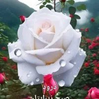 پارتنر طبیعت گردی