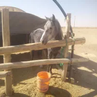 فروش اسب نر سه ساله