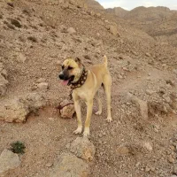 سگ افغان