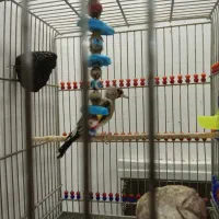 سهره کرمانی نر جوجه قفس ریزخون