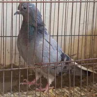 حدود ده مفلق کناری تر خرقه|پرنده|اصفهان, ملک‌شهر|دیوار