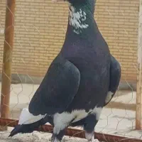 لطفا توضیحات بخونین