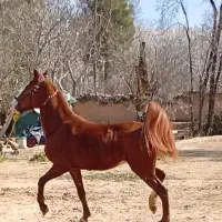 اسب نریان ۳سال روزگاری|اسب و تجهیزات اسب‌سواری|ری, بی‌بی شهر بانو|دیوار