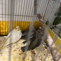 جوجه عروس هلندی نرم خور