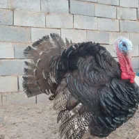 بوقلمون برنز