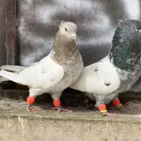 کفتر بهبونی هوایی|پرنده|مرودشت, بیست متری بیمارستان|دیوار