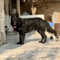 ژرمن بلک اصیل یک ساله|سگ|کرج, گلدشت|دیوار