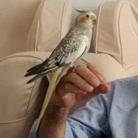 عروس هلندی ماده