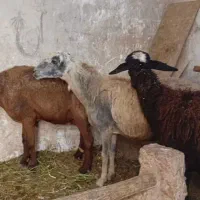 میش نیم گوشت و چاق